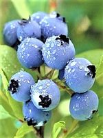 Borówka Amerykańska DUŻA 4 odmiany