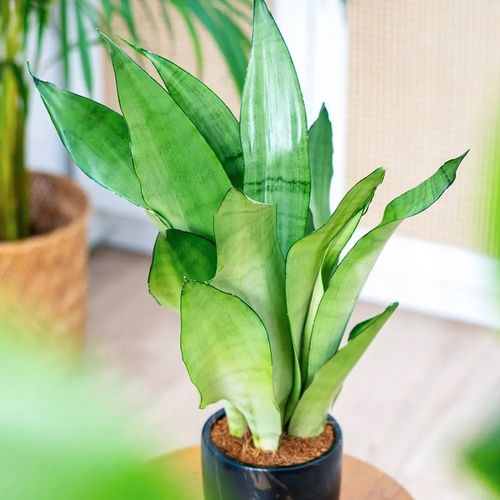 Sansevieria'Moonshine' KSIĘŻYCOWA PIĘKNOŚĆ Sansewieria Wytrzymały na Arena.pl