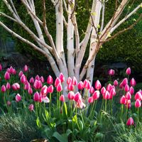 Brzoza pożyteczna 'Doorenbos' Biała kora 40-60cm (Betula utilis) P13