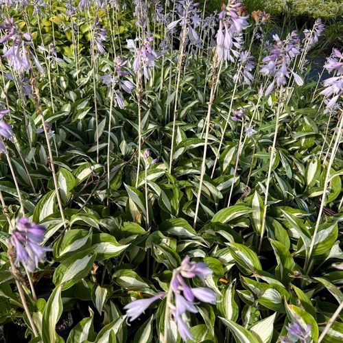 Funkia Hosta 'Risky Business' Doniczka 2.0L Biało zielone liście na Arena.pl