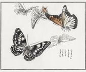 Plakat 60x50cm Ilustracje Motyle Morimoto Toko Japoński Vintage do Salonu