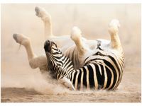 50X70CM ZEBRA OBRAZ POKOJU DREWNINE