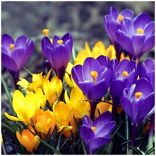 KROKUS cebulki MIX KOLORÓW łatwa uprawa do gruntu i donic 100 szt. + na Arena.pl