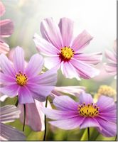 product-compare-58656603