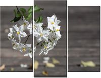 60 90CM OBRAZ 3 ELEM OWOCNE KWIATY MATHIAS ERHART ŚCIENNY DRUK PŁÓTNO