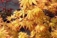 Klon palmowy Orange Dream 40-60cm P9