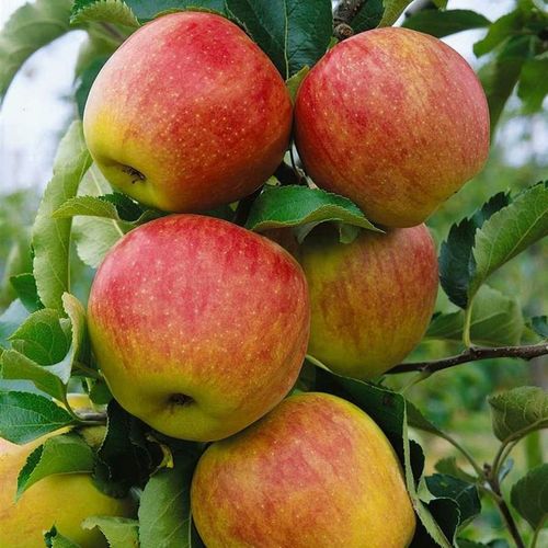 Jabłoń JONAGOLD odmiana ŁATWA W UPRAWIE o BARDZO DUŻYCH i smacznych na Arena.pl
