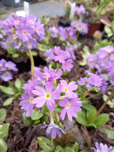 Pierwiosnek ząbkowany sadzonka bylina rabaty na Arena.pl