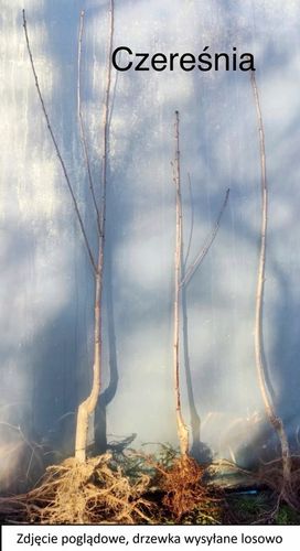 Czereśnia LAPINS owocuje każdego roku SAMOPYLNA na Arena.pl