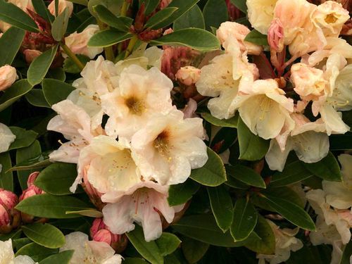 Różanecznik Golden Melody C3 E na Arena.pl