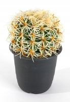 kwiat KAKTUS kula 16,5cm | 8623501400