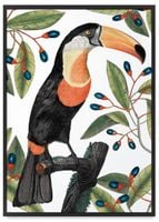 Plakat tukan w liściach 40x50 cm w czarnej ramie