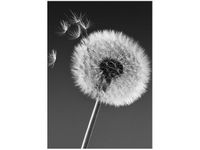 60CM 50CM OBRAZ ŚCIENNY DMUCHAWIEC GEMMA STILES DRUK PŁÓTNO