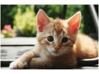 60X40CM RUDY KOT MATHIAS ERHART OBRAZ