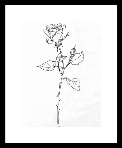 Plakat 15x20cm Kontur Róży na Arena.pl