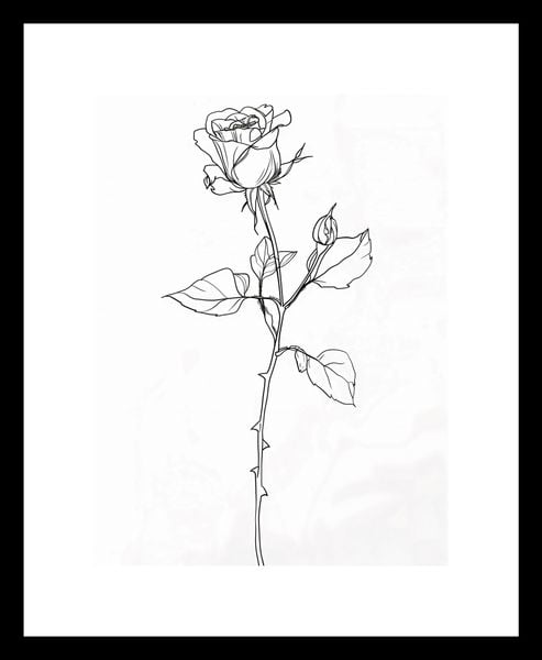 Plakat 15x20cm Kontur Róży zdjęcie 3