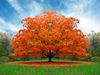 LIPA drobnolistna szczepiona na dole WINTER ORANGE żółta - sadzonki 80 / 100 cm