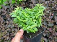 Wiąz polny JACQUELINE HILLIER Na bonsai Skalniak Miniaturowa odmiana P9