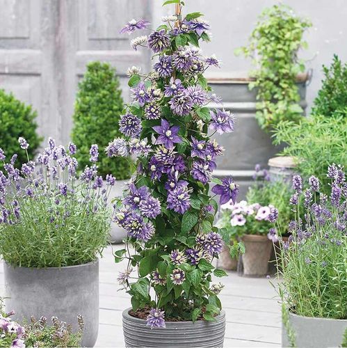 Powojnik Clematis Taiga ® C2 E na Arena.pl