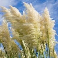 Trawa pampasowa biała, 'White Plume' pióropusz Duża sadzonka W DONICZCE 2L