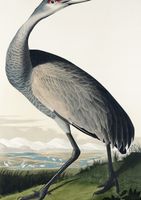 Plakat 21x29,7cm Żuraw Krzykliwy, J.J. Audubon Vintage do Salonu
