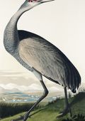 Plakat 21x29,7cm Żuraw Krzykliwy, J.J. Audubon Vintage do Salonu