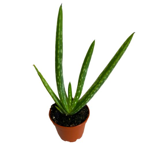 Aloes ALOE VERA 15 cm na Arena.pl