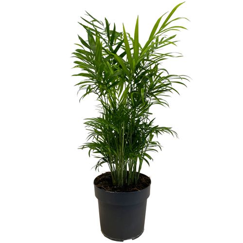 CHAMEDORA (Chamedorea) 60 cm na Arena.pl