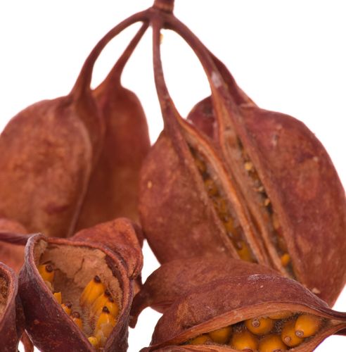 Brachytion Naturalne na Arena.pl