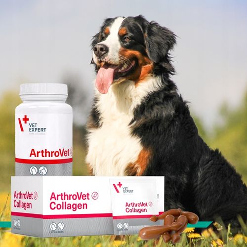 Vet Expert ARTHROVET - zestaw wspomagający prawidłowe funkcjonowanie stawów na Arena.pl
