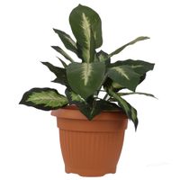 Donica klasyczna tradycyjna terrakota średnica 50 cm