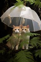 Plakat 20x30cm Podwójna Ochrona