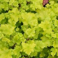 product-compare-59368831