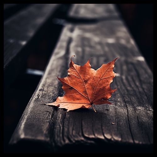 Plakat 40x40cm Pojedynczy Liść na Arena.pl