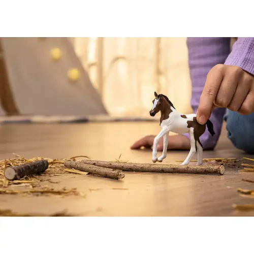 Źrebak rasy Paint Horse na Arena.pl