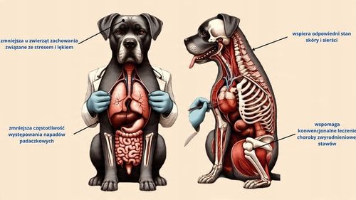 Olej Do michy RelaX CBD 6% dla psa i kota 10ml THC-0% (bezpieczny) na Arena.pl