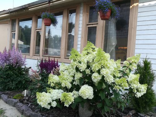 Hortensja bukietowa 'Magical Moonlight' (Hydrangea paniculata) 2.0L na Arena.pl