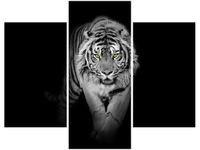 OBRAZ TIGER IN THE DARK