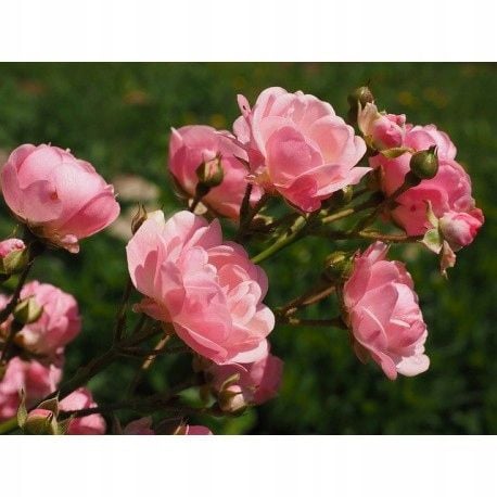 inco florovit roza 3kg ./in/ na Arena.pl