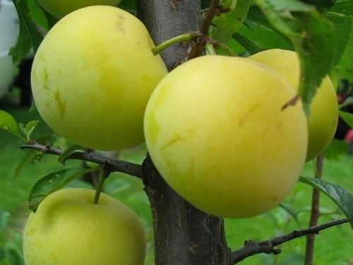 Śliwa RENKLODA ULENA polecana ODMIANA SAMOPYLNA duże PYSZNE DUŻE OWOCE na Arena.pl