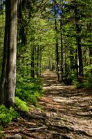 FOTOTAPETA KRAJOBRAZ WIDOK LAS ŚCIEŻKA DRZEWA