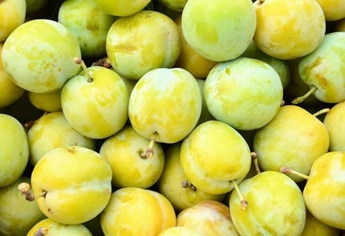 Śliwa RENKLODA ULENA POPULARNA Sadzonka z gołym korzeniem DUŻE JĘDRNE na Arena.pl