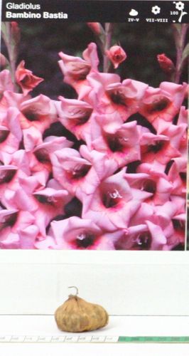Mieczyk Gladiolus Bambino Bastia na Arena.pl