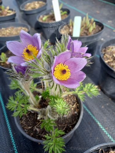 Sasanka zwyczajna na skalniak i taras na Arena.pl