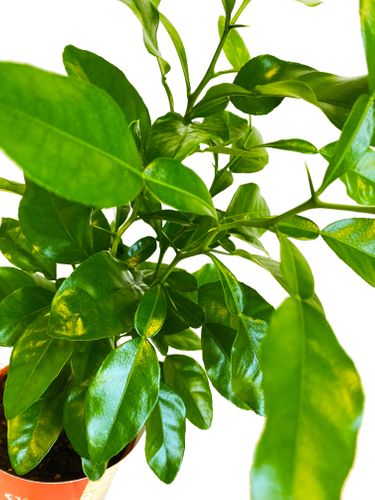 LIMONKA KAFFIR 40 cm na Arena.pl