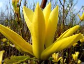 Magnolia YELLOW RIVER unikatowa ŻÓŁTA PIĘKNOŚĆ
