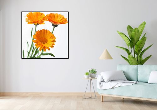 Plakat 100x100cm Słoneczne Kalendule na Arena.pl