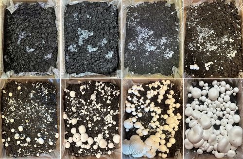 GRZYBNIA PIECZARKI BIAŁEJ BALOT 20KG ZESTAW 3FAZA + TORF 9KG + na Arena.pl