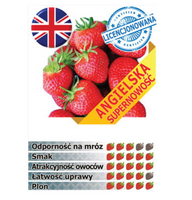 PÓŹNA I BARDZO PLENNA TRUSKAWKA odmiana FLORENCE, 10 szt. sadzonek