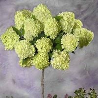 HORTENSJA pistacjowo-różowa na pniu - sadzonki 70 / 100 cm